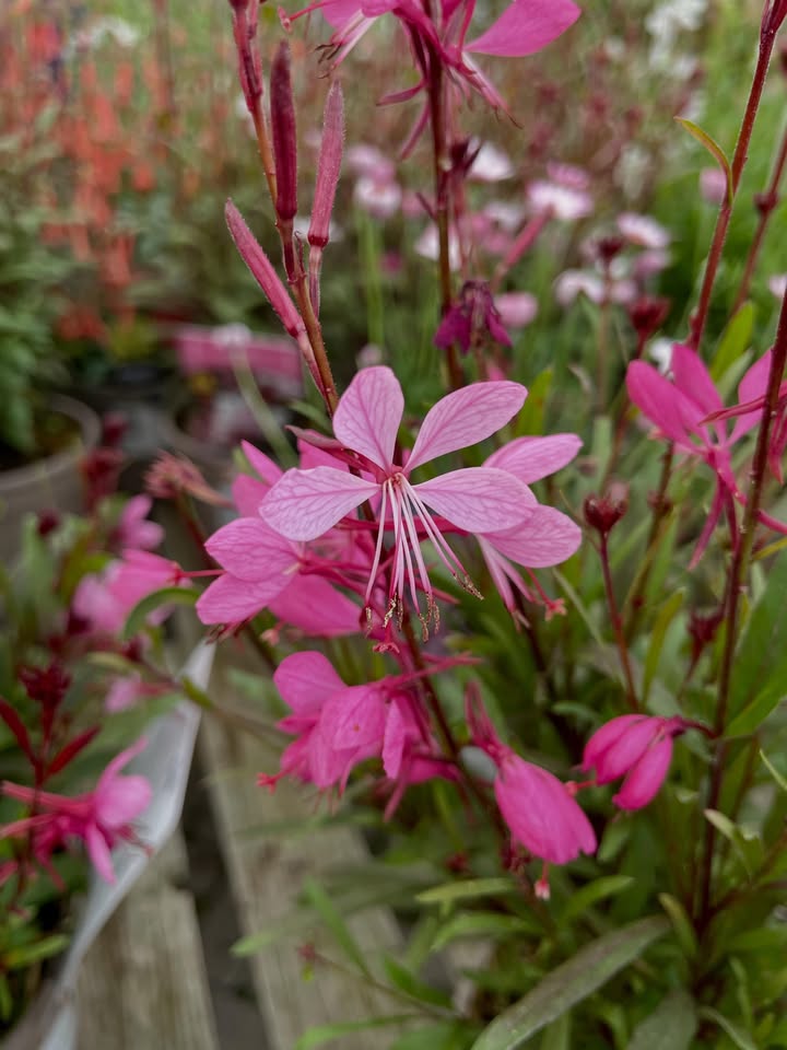 Trowbridge Garden Centre